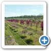 Our Nursery & Greenhouse