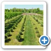 Our Nursery & Greenhouse