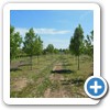 Our Nursery & Greenhouse