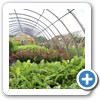 Our Nursery & Greenhouse