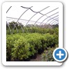 Our Nursery & Greenhouse